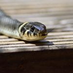 white and gray snake on brown wooden table top